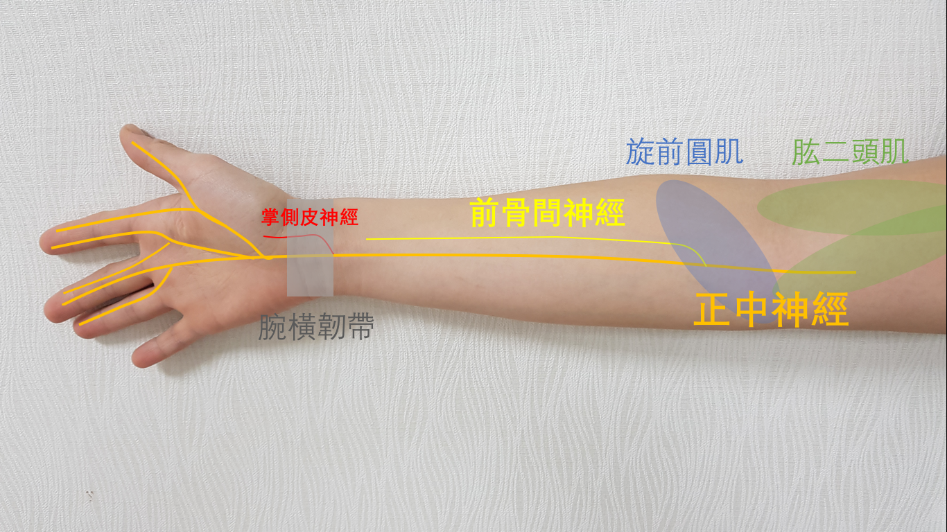 王凱平醫師|聯新國際醫院運動醫學中心主治醫師 » 手指、手掌麻+前臂麻痛?談腕隧道症候群以外的正中神經壓迫